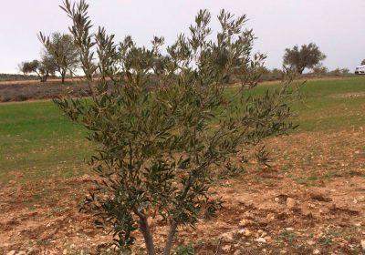 UPA Madrid confía en que medidas contención impidan propagación Xylella fastidiosa