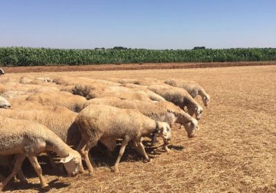 La cabaña de ovino bajó un 2,4% en España, en 2019