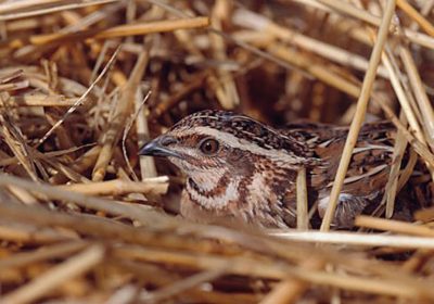 SEO/BirdLife destaca la importancia de los observadores de aves
