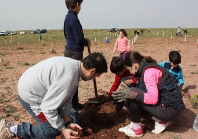 Finaliza la campaña anual de plantaciones de ‘Quercus Mancha’