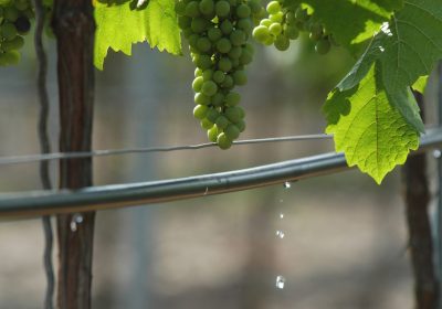 ¿Cómo afectarán los nuevos contratos de productos agroalimentarios a las cooperativas? uvas