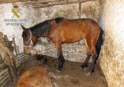 Investigado por el abandono de cinco caballos en Calzada de Calatrava