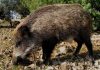 Exige un control de censos de jabalíes para la prevención y control de la peste porcina africana