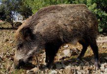Exige un control de censos de jabalíes para la prevención y control de la peste porcina africana