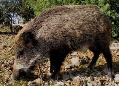 Exige un control de censos de jabalíes para la prevención y control de la peste porcina africana