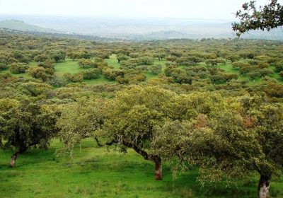 ¿Qué enfermedad está diezmando de encinas y alcornoques las dehesas? La Dehesa