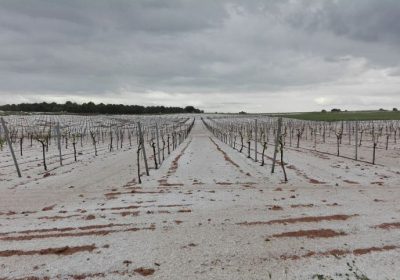 El viñedo de Castilla-La Mancha, el más afectado por las inclemencias meteorológicas