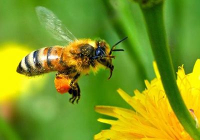 Alertan sobre perjuicios que supone para cultivos desaparición 50% cabaña apícola