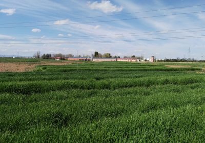 Comienza el plazo para suscribir los seguros de herbáceos, olivar y frutos secos cereales