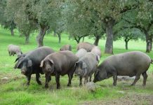 Una montanera «generosa» augura jamones ibéricos de máxima calidad cerdo ibérico