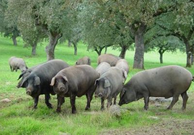 ASAJA Cuenca apoya acuerdo para reducir edad sacrificio de porcino ibérico cerdo ibérico