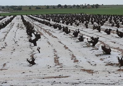 Récord de los seguros agrarios españoles en el año 2017