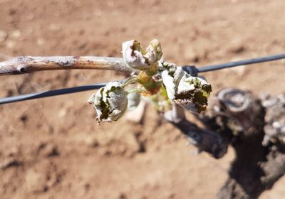 Tramitan partes de seguros por la helada del 1 de mayo en más de 3.200 hectáreas de viñedo de Castilla-La Mancha