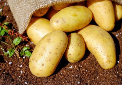 Arranca la campaña de la patata con dudas por las importación egipcia y el menor consumo patatas