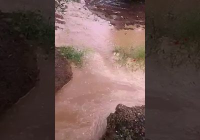 Olivar inundado en Valdepeñas
