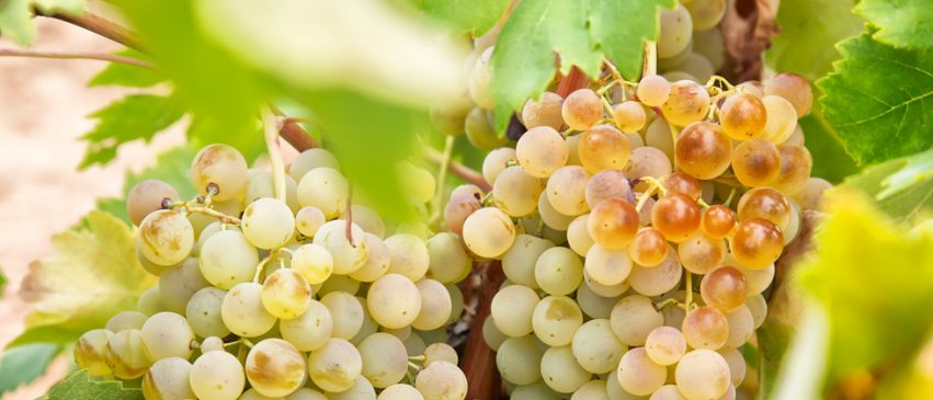 uvas