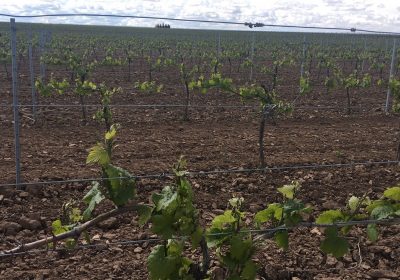 Técnicos de Agroseguro comienzan a peritar daños viñedo por helada