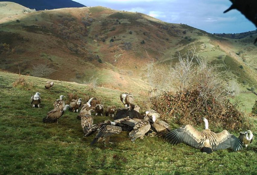 Buitres Patricia Mateo-Tomás y Pedro P. Olea.