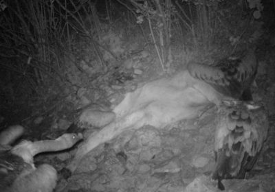 Documentan por primera vez en el mundo, buitres leonados alimentándose de noche