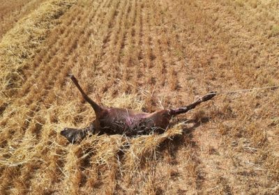 Piden a Confederación Hidrográfica del Tajo medidas contra ahogamiento de fauna silvestre