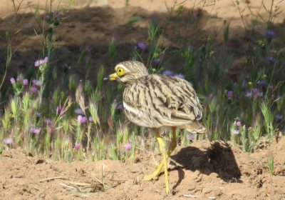“Toma el pulso” a poblaciones aves esteparias en cuatro ZEPA CLM