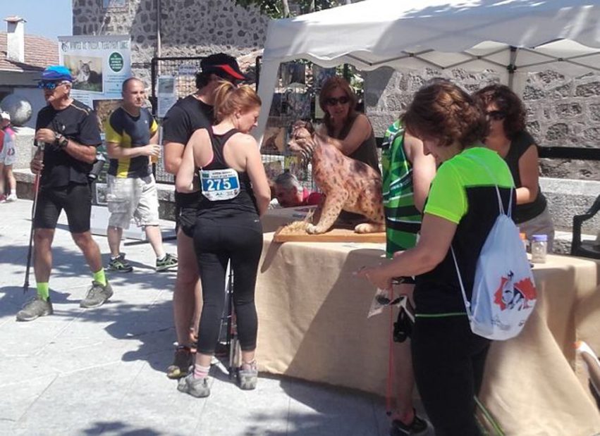 Información lince en San Pablo