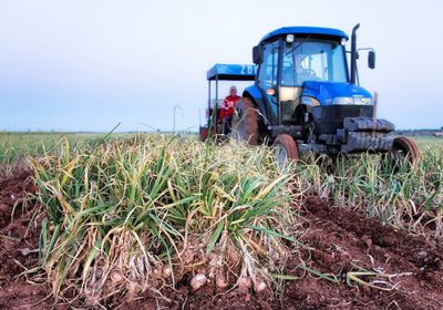 Oficinas Emplea Castilla-La Mancha gestionan ofertas campaña del ajo en Cuenca ajos
