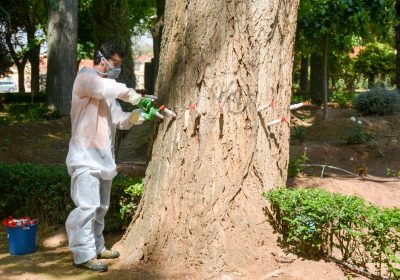 Tomelloso vuelve a utilizar endoterapia para eliminación plagas en zonas verdes