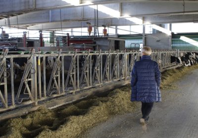 Nuevo varapalo de la CNMC a los ganaderos de leche españoles