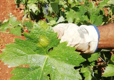 Escasa incidencia del mildiu en el viñedo de Castilla-La Mancha esta campaña mildiu