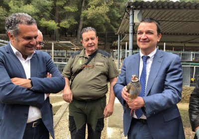 Plan para recuperar la perdiz roja en Castilla-La Mancha da frutos