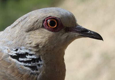 IREC estudiará causas del descenso de tórtola europea en el campo