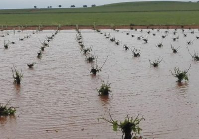 Pedrisco y fuertes lluvias vuelven a dañar cultivos de Castilla-La Mancha