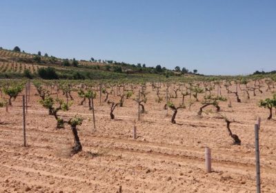 Autorizan uso excepcional de producto para desinfección de terreno de viña