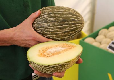 Presentan un melón piel de sapo “Mini”, de menos de 1,5 kilos