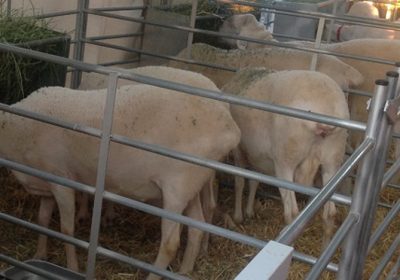 Un semental alcanza los 2.010 euros en Feria de San Clemente