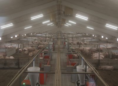 ICPOR promueve una de las granjas porcinas más modernas de España