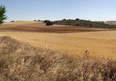 Red de Custodia Agraria de LIFE Estepas La Mancha alcanza 16.000 hectáreas