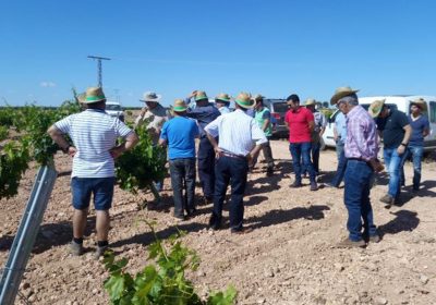 UPA organiza una jornada de peritación a pie de viña, en Villarrobledo (Albacete)