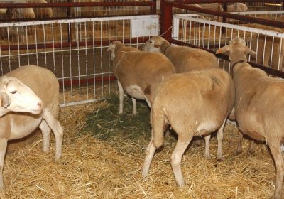 Actualizada la normativa sobre clasificación de canales de porcino, vacuno y ovino y el registro y comunicación de sus precios