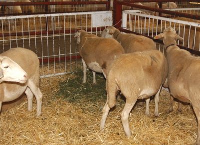 Actualizada la normativa sobre clasificación de canales de porcino, vacuno y ovino y el registro y comunicación de sus precios