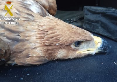 WWF exige más eficacia en la lucha contra cebos envenenados