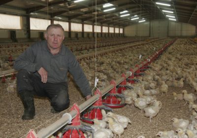 Las macrocifras ocultan el descalabro de los pequeños productores de pollo