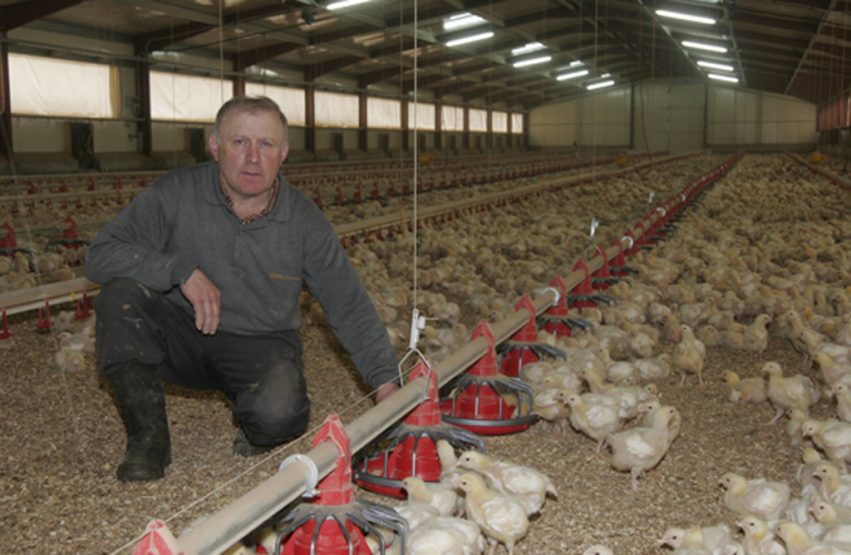 explotacion_pollo_np