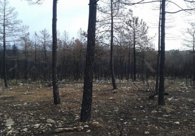 Finalizadas obras de restauración por gran incendio forestal de Campillo de Altobuey incendio