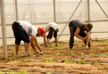 La Unión de Pequeños Agricultores y Ganaderos (UPA) valora positivamente la regularización de migrantes: “Son necesarios” invernadero