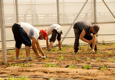 La Unión de Pequeños Agricultores y Ganaderos (UPA) valora positivamente la regularización de migrantes: “Son necesarios” invernadero