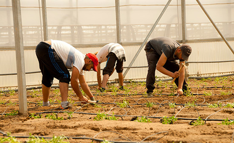 inmigrantes-invernadero upa invernadero