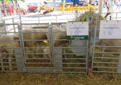 Feria Fercam premia la morfología de la raza ovina manchega