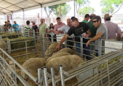 Un semental de raza ovina manchega alcanza los 2.940 euros